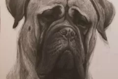 Bul-Mastif,  50x70cm, ugalj i olovka, 2015.